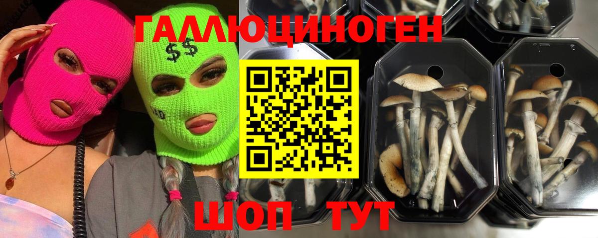 как найти закладки  Гусь-Хрустальный  Псилоцибиновые грибы Cubensis  Псилоцибиновые грибы GOLDEN TEACHER 